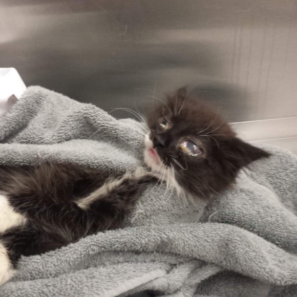 Meet your Posher, Deezo - Picture 11 of 16